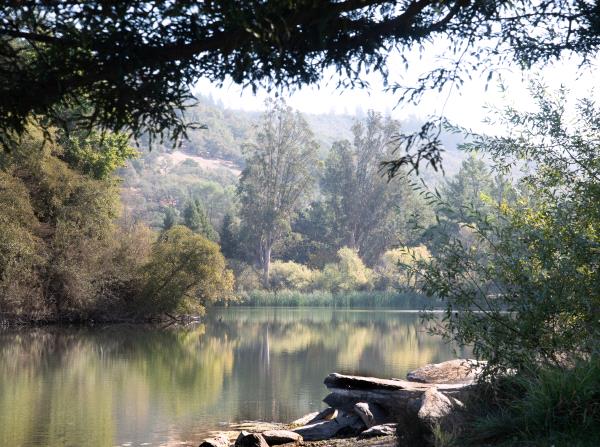 /Images/uploads/Sonoma County Regional Parks Foundation/springlake50/entries/28918thumb.jpg